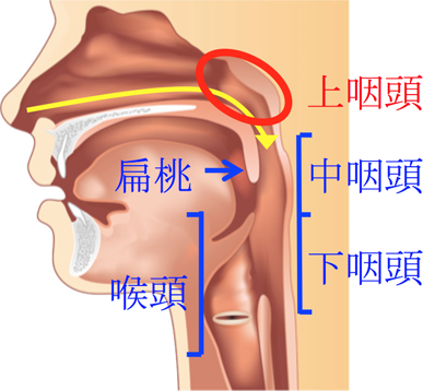 咽頭 炎 上