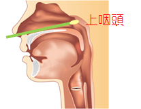 epipharynx